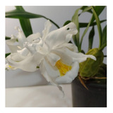 Orquidea Coelogyne Cristata Adulta Top Para Colecionadores  