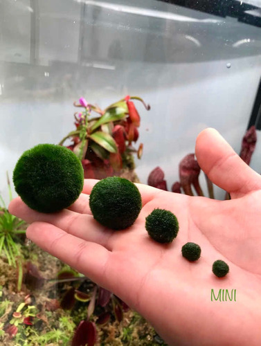 Planta Natural Acuario Marimo Ball Alga Japonesa Esfera Mini