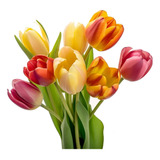 8 Bulbos De Tulipan