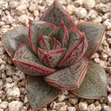 1 Echeveria 'dionysos' (cactus Piedra/suculentas)