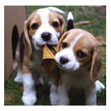 Cachorros Beagle Premium    72
