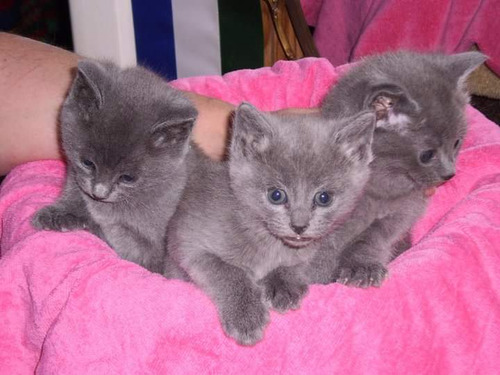 Russian Blue Com Pedigree 