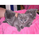 Russian Blue Com Pedigree 