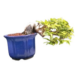 Bonsai De Jaboticabeira Híbrida Han Kengai 