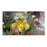 Orquídea Sapatinho Paphiopedillum (verde E Já Adulta)