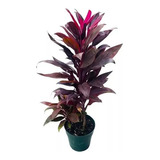 Palmera Dracena Rubra 3lts