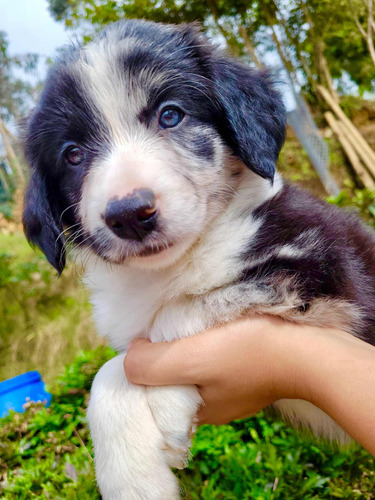 Cachorros Border Colli