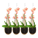 Maceta De Orquidea Tejida De Bambu Tailandes De 4 Pulgadas,