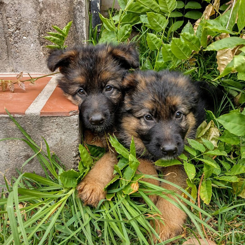 Cachorros Ovejero Aleman Pelo Entre Largo Cordoba!!