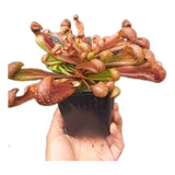 Sarracenia Psittacina  Grande Planta Carnivora Adulta