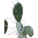 Esqueje Opuntia Tuna Elata Cactus