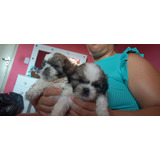 Vende-se Filhote De Shih-tzu Puro! Fêmea 