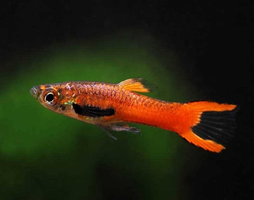 Guppy Endler Scarlet Red - Trio ( 1 Macho 2 Fêmeas)