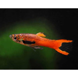 Guppy Endler Scarlet Red - Trio ( 1 Macho 2 Fêmeas)