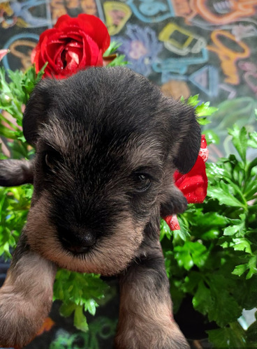 Schnauzer Mini-pedigree-envios