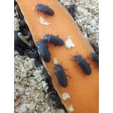 Escarabajos Tenebrios Por 10 Unidades.