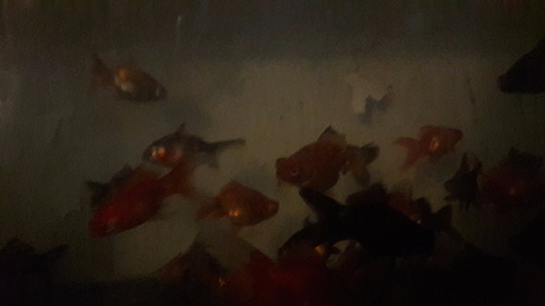 Peces Koi Carpas Para Estanques 7 Cm