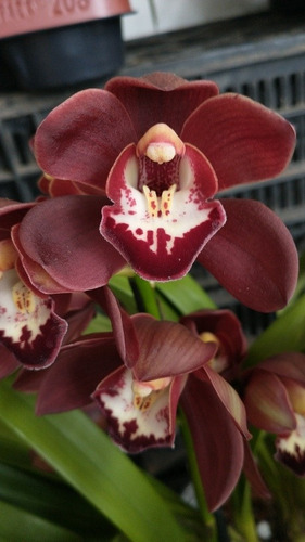 Orquidea Cymbidium Mas Envio 