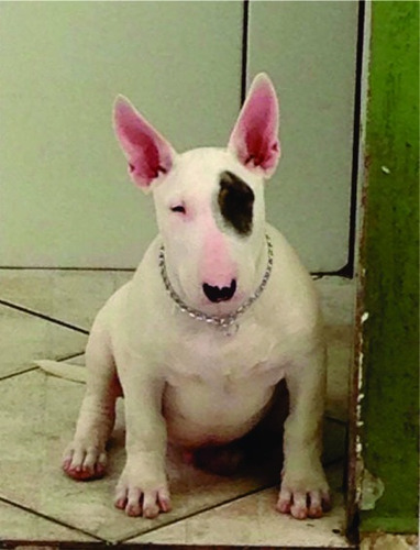 Bull Terrier - Filhotes De Canil Renomado