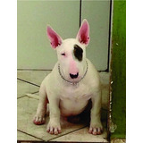 Bull Terrier - Filhotes De Canil Renomado