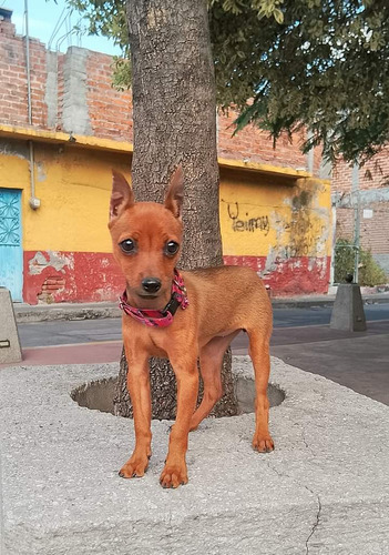 Hembra Pinscher Miniatura 