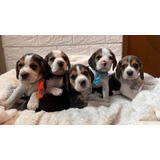 Beagles Enanos Cachorros Adorables..