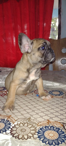 Cachorra Bulldog Francés Sable Mascara Negra