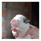 Cachorritos Cruza Pitbull Con Dogo Argentino