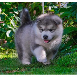 Cachorros Alaska Malamute