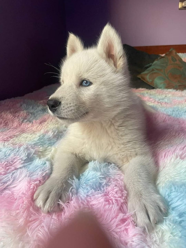 Husky Siberiano Con 7 Semanas De Vida, Está Con Su Primera V