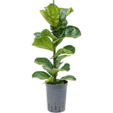 Ficus Pandurata Plantas Naturales 4l Decoracion Hermosas