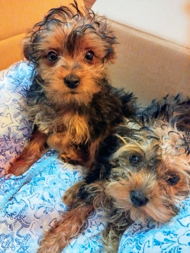 Yorkshire Terrier Yorky Mini Bahia Blanca 250 Mil Pesos