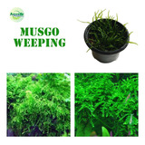 Porçao Musgo Weeping Moss Aquário Plantado P/ Troncos Pedras