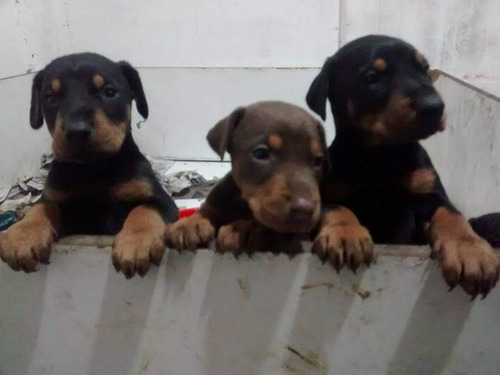 Cachorros Doberman . 33 Años En La Cria De La Raza 