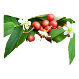 Arandano Rojo De Arbol ( Planta ) 1 M Envío Gratis
