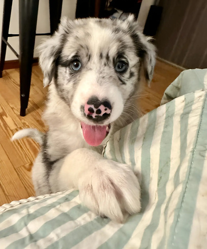 Cachorros Border Collie Blue Merle | Mismo precio en cuotas