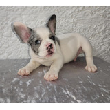 Cachorros Bulldog Francés Pied Blue Merle Disponibles Perros