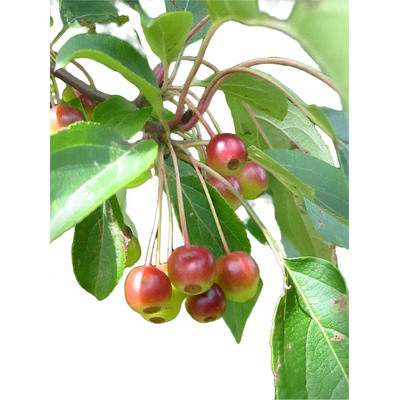 10 Semillas De Malus Baccata - Manzano De Siberia Codigo 980 | Envío gratis
