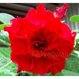 Rosa Del Desierto Triple Kingof Red ( 1 Planta)