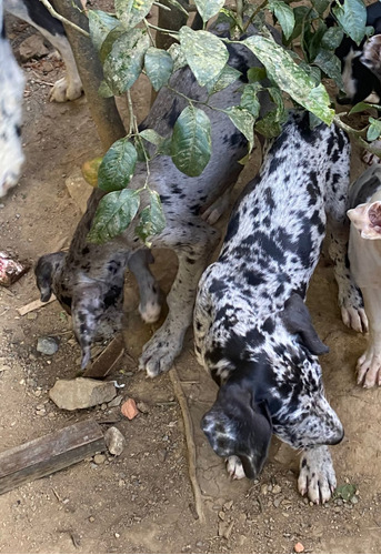 Lindos Filhotes De Dogue Alemão Merle E Arlequim Com Pedigre