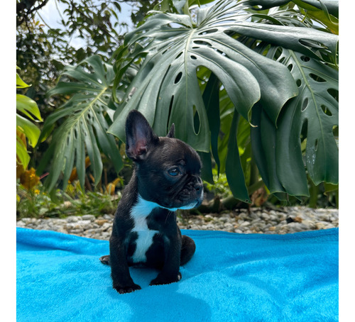 Cachorros Bulldog Frances Macho Sede Cali Medellín Barcino