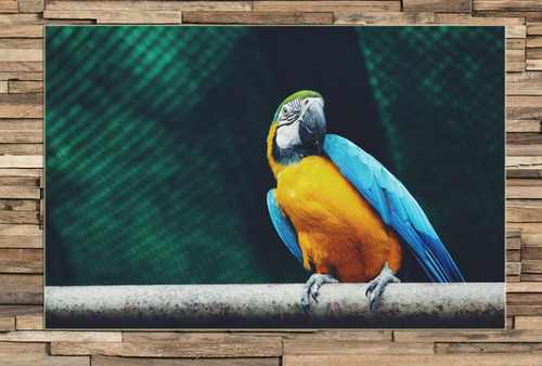 Cuadro 60x90cm Loro Bird Pajaro Guacamayo Selva Libre M9