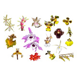 Oferta Combo 8 Orquídeas Nativas + Lirio De Regalo