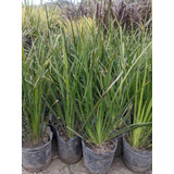 Dietes Grandiflora - Planta Pleno Sol Ideal Cercos - 3 Lts