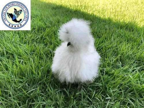 Pollos Sedosos (silkie)