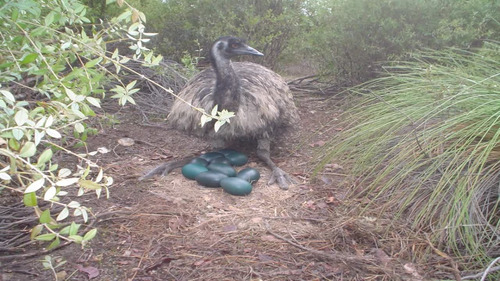 Filhotes Emu Australiano ( 8 Und )