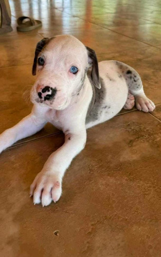 Cachorro Gran Danés Arlequín Bogotá Animal Pets Colombia 