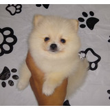 Cachorros Pomerania Lulu Blancos En Venta Hembra