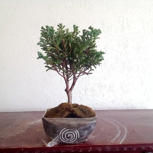 Bonsai Japonés Nevado