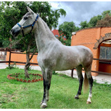 Yegua Tordilla Española Con Registro